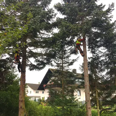 Gartenservice Fa. Astreine Baumarbeiten Gartenservice Fa. Astreine Baumarbeiten